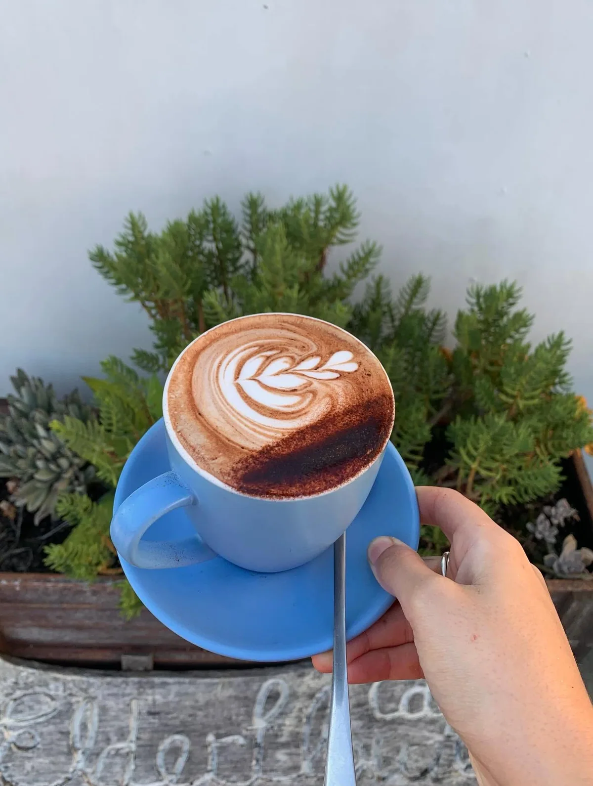 A blue cup of cappuccino held above the café’s succulents