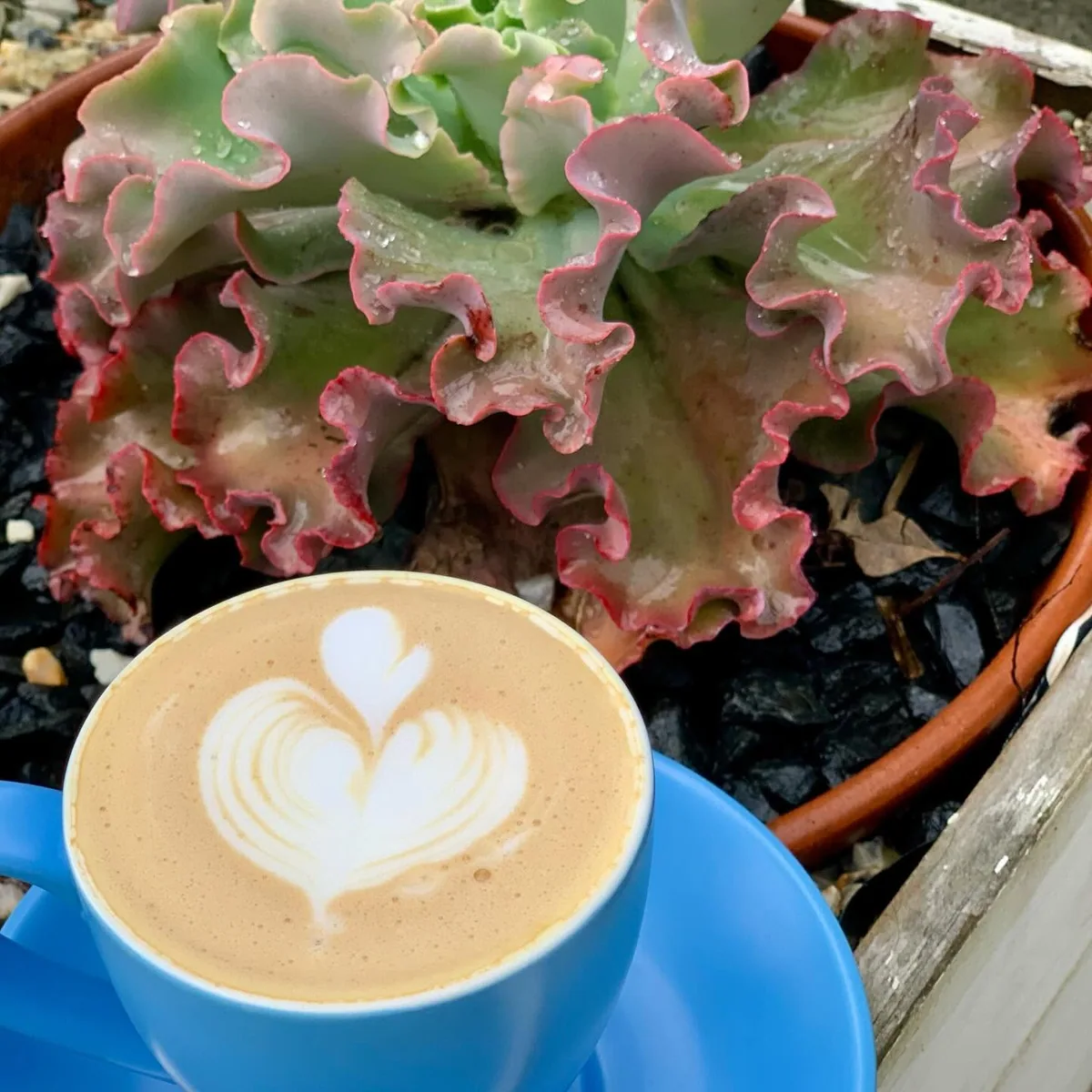 A blue coffee cup beside pink and green succulents at Elderflower